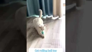 360° Rotating Ball: The Best Toy for Active Cats!