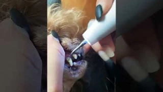 PAWZIDEA Dog Plaque Remover for Teeth - Ultrasonic 42KHz, Tartar Remover for Dog Teeth Cleaning Kit