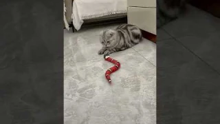 Must Haves For Cat Lovers | Smart Sensing Snake Cat Amazing Toy