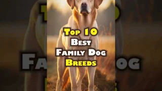 Top 10 Best Family Dog Breeds _ Shorts #trending #viral