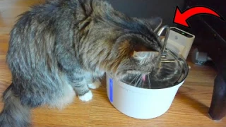 Reviewing the Ultimate Wireless Cat Water Fountain