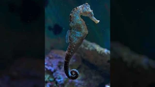 SEAHORSE - what a wonderful underwater creature #aquarium #relaxing #sea