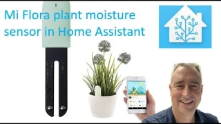 Mi Flora plant moisture sensor in HOME ASSISTANT
