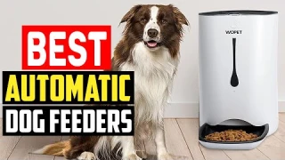 ✅Top 5 Best Automatic Dog Feeders in 2025