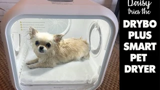 Drybo Plus Smart Pet Dryer Review! Dry your Sweetie Pie Comfortably.