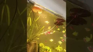 Boxtech Aquarium LED Zoom Lights,It's so beautiful~