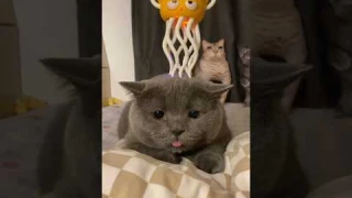 Dancing octopus toy #cat #bestpetsupplies #pets