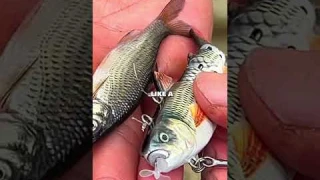 VIRAL robot fishing lure: EXPECTATIONS vs REALITY #fishing