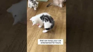 Cat Toy - Newest 360 Degree Self Rotating Ball | Endless Fun for Your Cat!