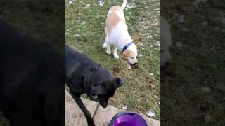 Customer Reviews PetSafe Automatic Tennis Ball Launcher