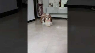 Shih Tzu puppy transformation! #shihtzu #reels #viral #cute #trending #shorts #dog #video #funny