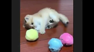 smart cat toys interactive ball catnip cat training toy pet playing ball pet squ plElGy9h