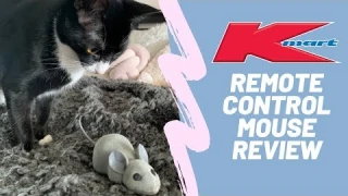 Cat Reviews Kmart's Remote Control Mouse (Cat toy)