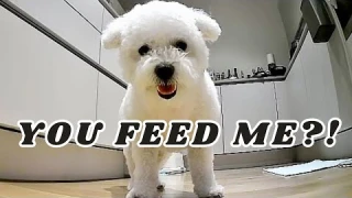 Wireless Dog Camera Robot Feeds My Dog Dinner 🍽️ Skymee Owl Robot | Smart Auto Pet Food Feeder