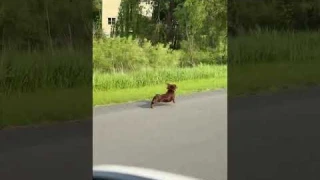 Dachshund Races Car to Home