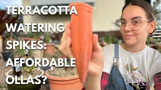 Terracotta Watering Spikes: Are They Worth It? Affordable and Easy Olla Alternative!