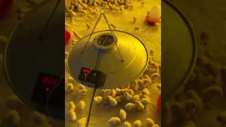 Zen  Electric Brooder for poultry