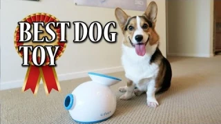 Corgi Learns to use iFETCH Ball Launcher - BEST DOG TOY
