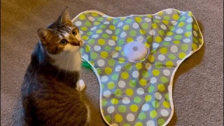 PAWSPIK Interactive Cat Toy Hide & Seek Concealed Feather