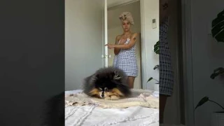 When your dog chooses to lay on your clothes 🥲 #pomeranian #dog