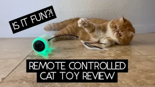 REMOTE CONTROLLED CAT TOY REVIEW | SVEN AND ROBBIE