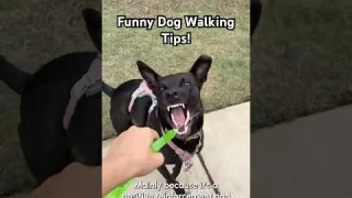 Hilarious But Useful Dog Walking Tips