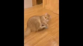 Smart Interactive Squeaky Ball Catnip Cat Training Toy