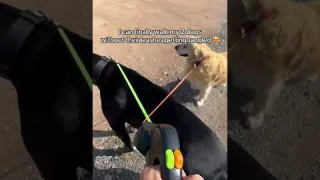 Whether you’ve got 2 dogs or not, this no-tangle double leash is for you 🫶🏼#DoubleLeash #twodogs