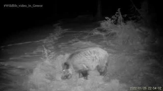 Suntek HC-801Pro trail camera, boar, Greece Αγριογούρουνο