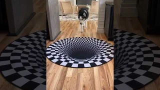 Dogs funny reaction to entering optical illusion rug! #shorts