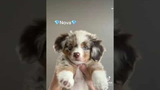 Cute dog names and rare names