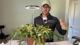 The Perfect Automatic Light For Indoor Plant Ladies- Amazon REVIEW