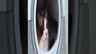 TYPro Self Cleaning Litter Box Review: Smart Features Tested—Is It Worth the Price?