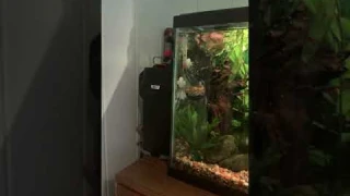 Fluval UV clarifier