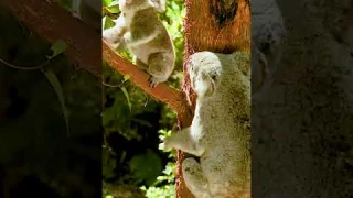 Koala Sound, Baby Koala & Koala Bear Mom, Koala Noise (Australian Animal Sounds/Koalas)😍