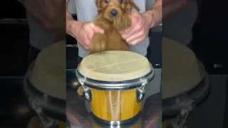 Puppy Drums #shorts