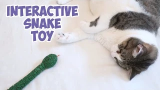 Seek And Swat Cat Toy - Interactive Snake Toy For Cats