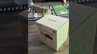 PetKit Feeder: YumShare Dual-Hopper with Camera (Real Peace of Mind)