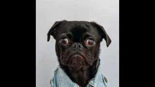 The Best Automatic Ball Launcher for Dogs