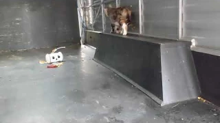 Testing the Skymee robot in the Cat-a-Van