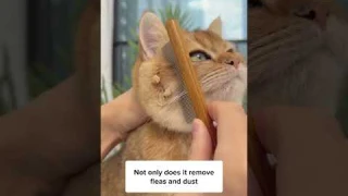Can’t Believe This Is In My Cat! 🙀