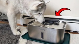 Multi-Pet Households? Try This 3 Gallon Pet Fountain!