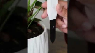 First Day of Summer - Linkstyle Afra Indoor #shorts #linkstyle #soilmoisturemeter #moistcr1tikal