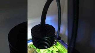 These BUDGET Aquarium Lights grow plants great. #shorts #aquariums #plantedtank