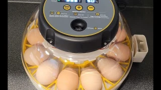 Incubating Chicken Eggs! Step-by-Step (Short version). Using the Kebonnixs Egg Incubator. April 2023