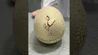 Primal Hatch Dinosaur Egg Toy Hatches to Reveal Baby T-Rex! #primalhatch #toyfair2025