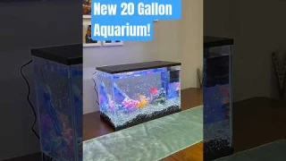 Our NEW Top Fin® LED Bubble Wall Aquarium 🐠 #fishtank #aquarium