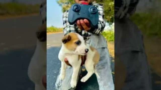 Remote control mini dog 🐶 unboxing ￼￼