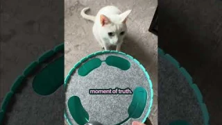 Best Interactive Toy for Bored Cats | The Pack