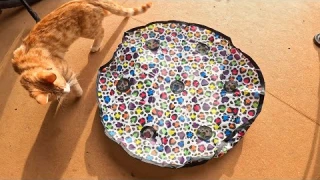 ORSDA Interactive Rolling Ball Cat Toy - Unboxing/Review